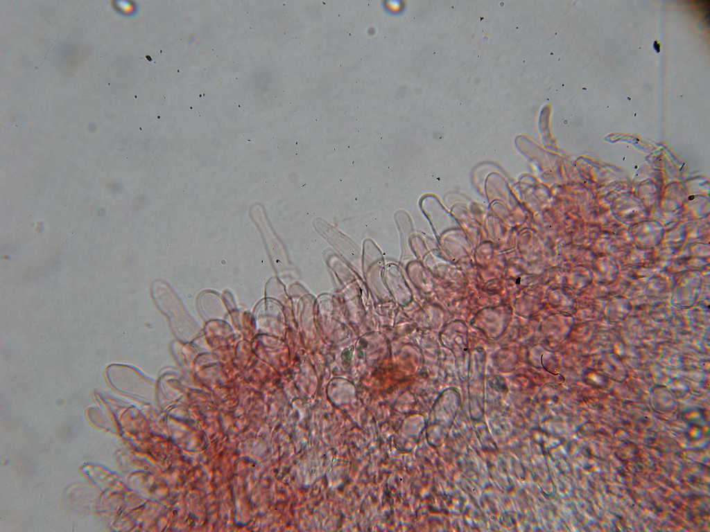 Sotto Alnus glutinosa...(cfr. Inocybe squarrosa)